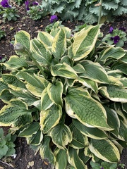 Hosta