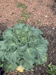 Brassica