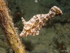 Acreichthys tomentosus