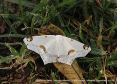 Sericoptera mahometaria