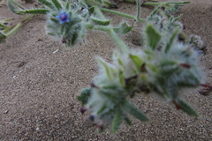 Anchusa aggregata