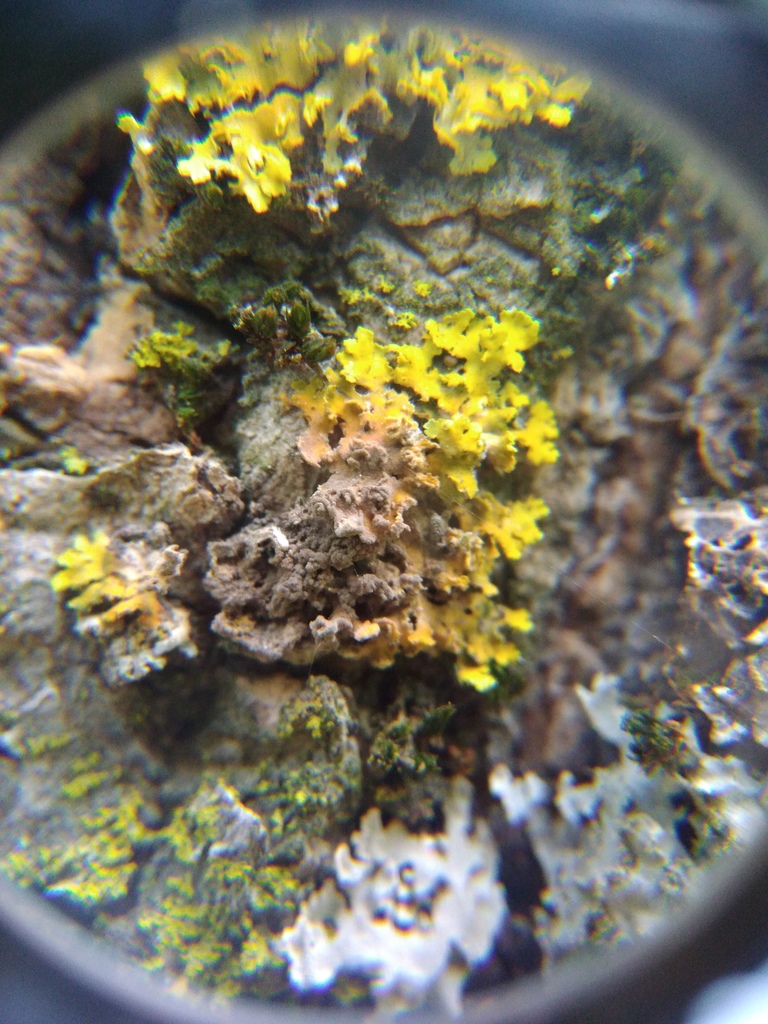 Cladosporium licheniphilum