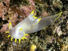 Polycera