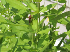 Diogmites basalis