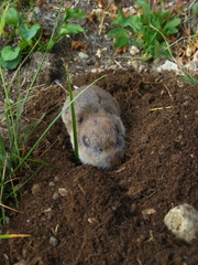 Thomomys monticola
