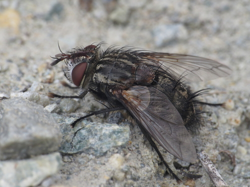 Spallanzania rectistylum
