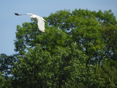 Larus argentatus
