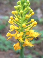 Platanthera cristata