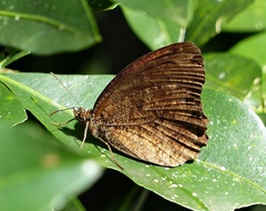 Praepedaliodes phanias