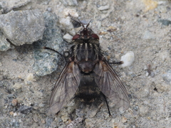 Spallanzania rectistylum