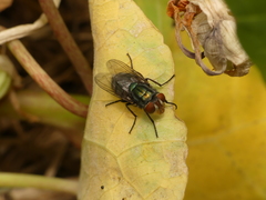 Cochliomyia