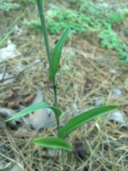 Platanthera cristata