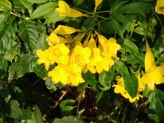 Tecoma stans
