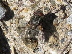 Spallanzania rectistylum