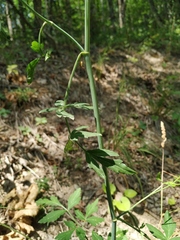 Dichoropetalum caucasicum