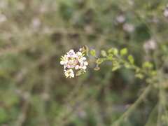 Lepidium graminifolium