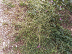 Lepidium graminifolium