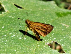 Lento krexoides