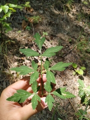 Dichoropetalum caucasicum