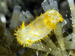 Crimora papillata