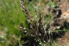 Adenochloa ecklonii