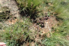 Adenochloa ecklonii