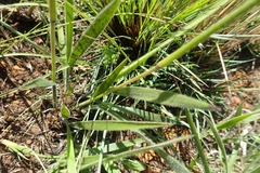 Adenochloa ecklonii