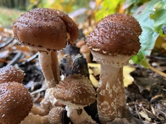 Armillaria ostoyae