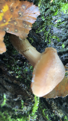 Cyclocybe parasitica