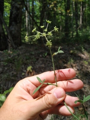 Dichoropetalum caucasicum