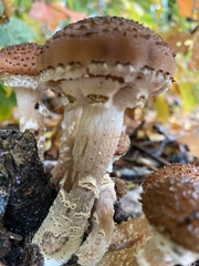 Armillaria ostoyae