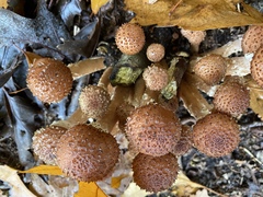Armillaria ostoyae