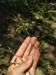Dichoropetalum caucasicum