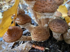 Armillaria ostoyae