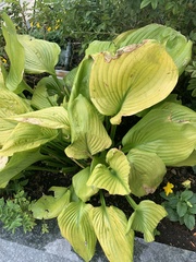 Hosta