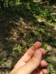 Dichoropetalum caucasicum