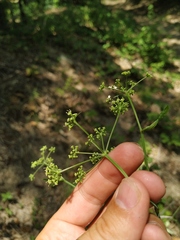 Dichoropetalum caucasicum
