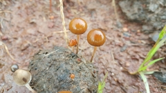 Psilocybe coprophila image