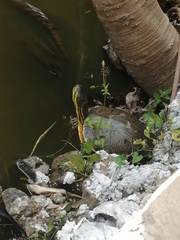 Trachemys venusta venusta