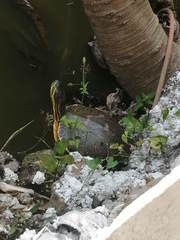 Trachemys venusta venusta