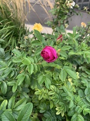 Rosa