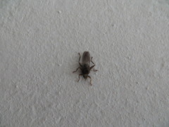 Pseudolynchia canariensis