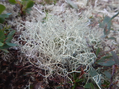 Alectoria ochroleuca