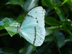 Morpho epistrophus titei