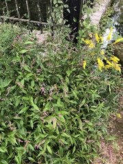 Persicaria longiseta