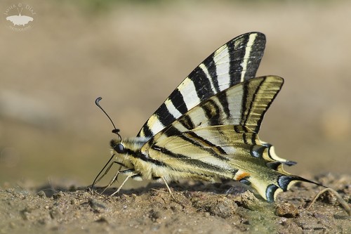 Iberian Scarce Swallowtail