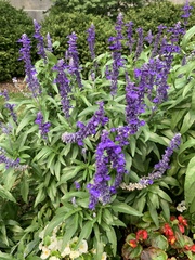 Salvia