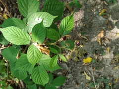 Rubus caucasicus