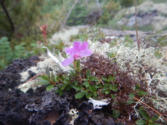 Rhododendron redowskianum