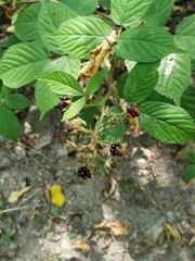 Rubus caucasicus